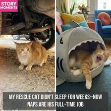A pet cat resting indoors in its home.