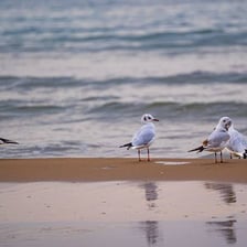Several gulls gathered along a sandy beach.