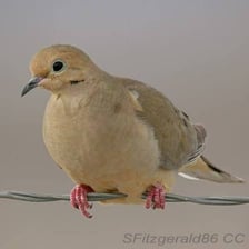 Mourning dove perched outdoors