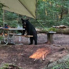 A black bear near a campground.