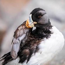 Arctic seabirds, including puffins and murres, on a rocky coast.