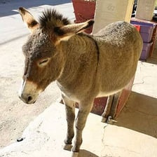 A burro, or domesticated donkey