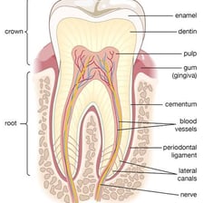An educational illustration showing enamel covering a tooth