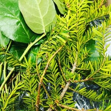A yew tree with dense evergreen foliage