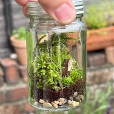 Green moss growing inside a glass terrarium