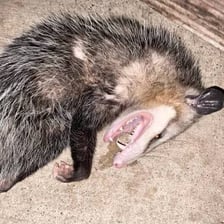 An opossum lying motionless in a defensive display.