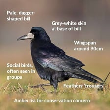 A black rook, a crow-family bird, standing on grass.