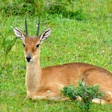 A small oribi antelope standing in African savanna grassland.