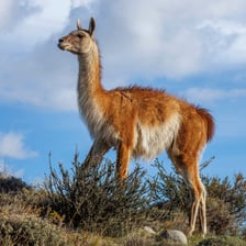 A llama, a domesticated South American camelid.