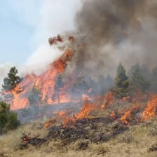 Flames spreading rapidly through a forest