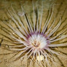 A sea anemone displays its ring of tentacles on a reef.
