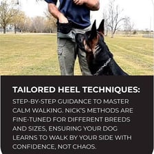 A dog walking beside its handler during obedience training
