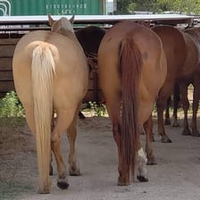 The rear portion of a horse viewed from behind.