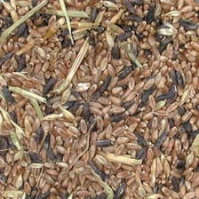 Rye grain affected by ergot fungus
