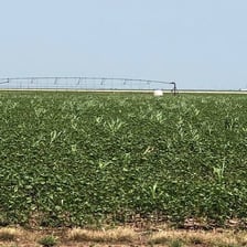 Agricultural fields showing corn and cotton plants.