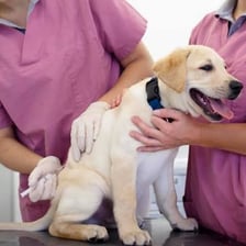 A veterinarian administering an injection to a dog
