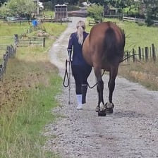 A horse walking unevenly with an apparent limp.
