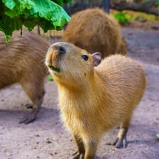 A capybara chewing on vegetation