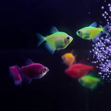 A school of neon tetra fish in an aquarium