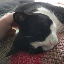 Relaxed cat representing a contented purr