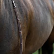 A rider holding the reins of a bridled horse