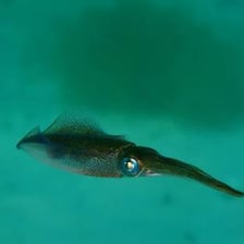 A squid releasing a dark cloud of ink underwater.