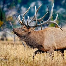 A bull elk standing outdoors with prominent antlers.