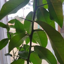 A lemon tree branch bearing sharp thorns