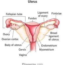 An anatomical illustration of the human uterus