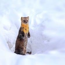 A sable marten with dark brown fur