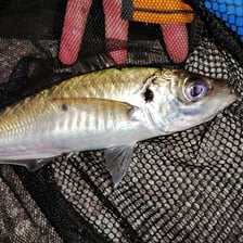 A horse mackerel, also known as a scad, shown in profile