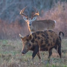 A wild boar and a buck representing male animals.