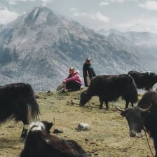 Shaggy yaks grazing in a Himalayan landscape in Bhutan.