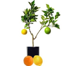 A citrus tree bearing orange and yellow fruit.