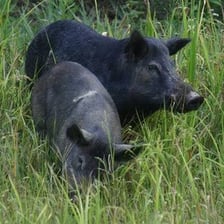 An adult male boar in a natural setting
