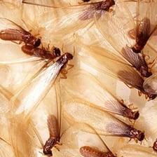 A dense swarm of insects gathered together