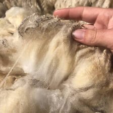 Raw wool fleece from a sheep