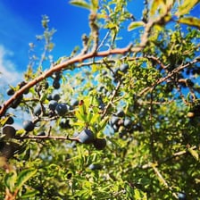 Small dark sloe berries growing on a blackthorn branch.