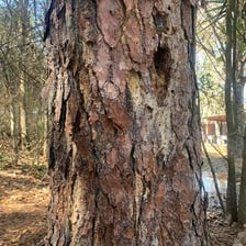 Sticky resin emerging from the bark of a tree