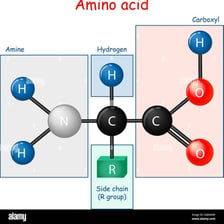 An educational illustration showing the structure of an amino acid molecule.