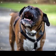 A Boxer dog barking with its mouth open