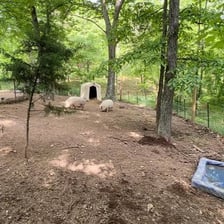 Pigs standing inside a rustic fenced sty