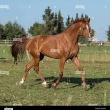 A horse moving at a trot across a field.
