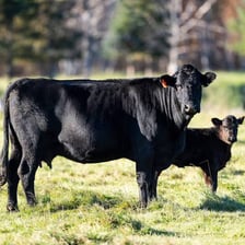 Black Angus cattle with solid black coats