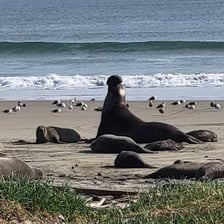 An adult male seal resting on a coastal beach