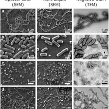 Microscopic view of infectious microorganisms