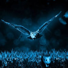 An owl shown hunting at night.