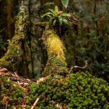 Green moss covering a forest floor and tree trunk