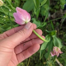 A tulip flower shown with its underground bulb