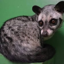 A civet, a small mammal with a long body and facial markings